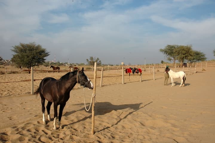 The Desert Resort