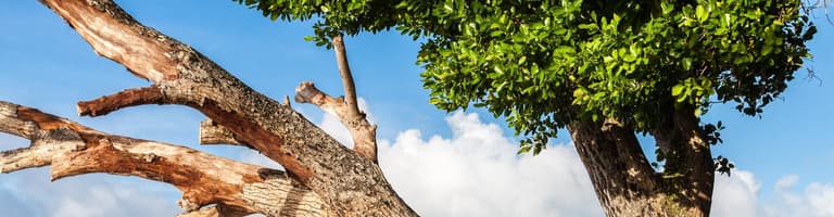 Isla Majuro, Islas Marshall
