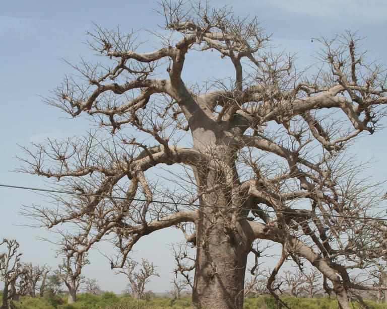 Toubacouta, Senegal