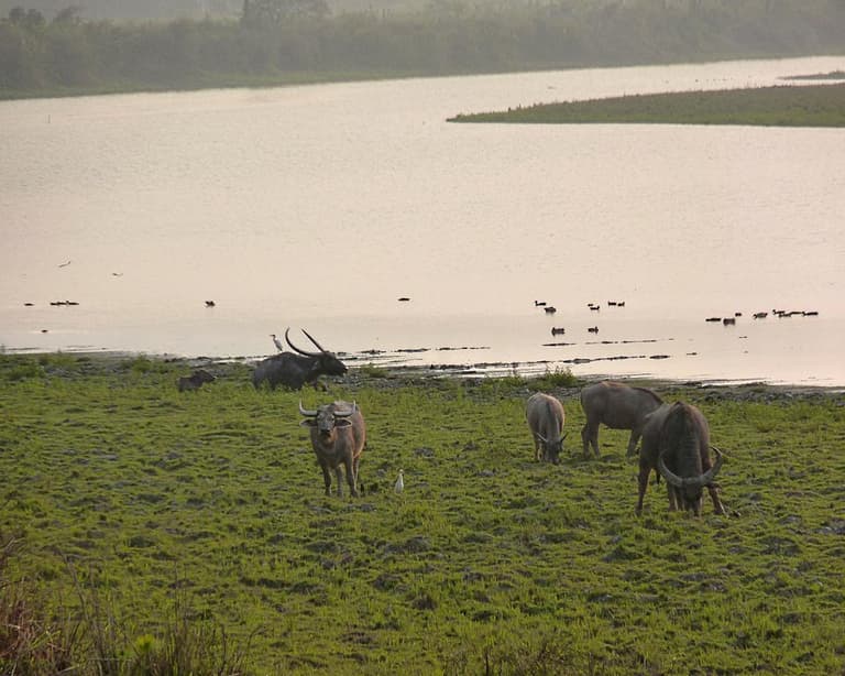 Parque Nacional Kaziranga, India