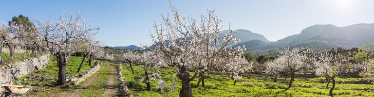 Campos, Mallorca, Spain