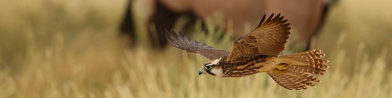 Parque transfronterizo de Kgalagadi, Sudáfrica