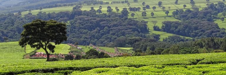 肯尼亞| 坦桑尼亞