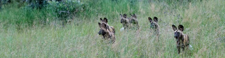 Manyeleti Game Reserve