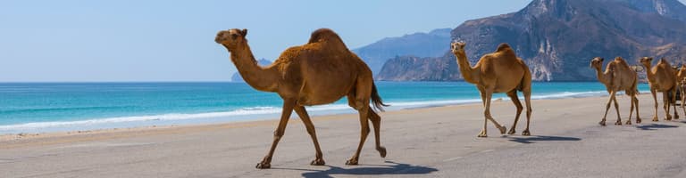 Fins, Oman