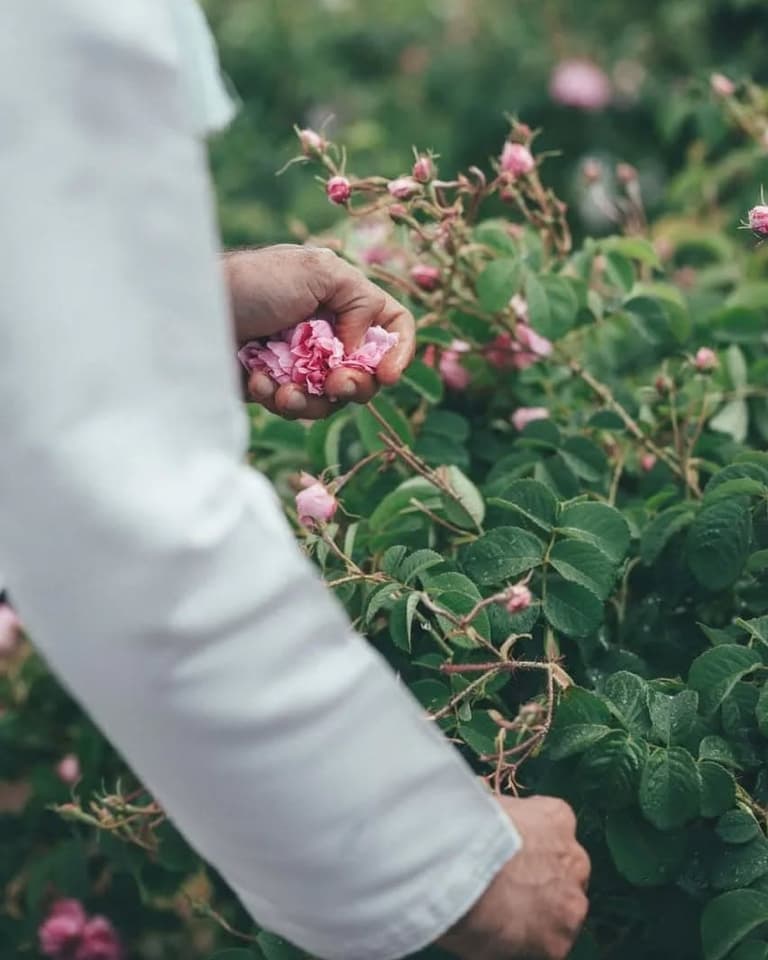 Image - Rose Harvesting Experience at Bait Al Sarh