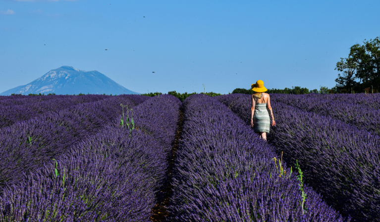 Image - Among Lavender Fields & Stone Villages