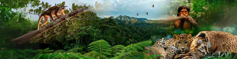 Amazonas