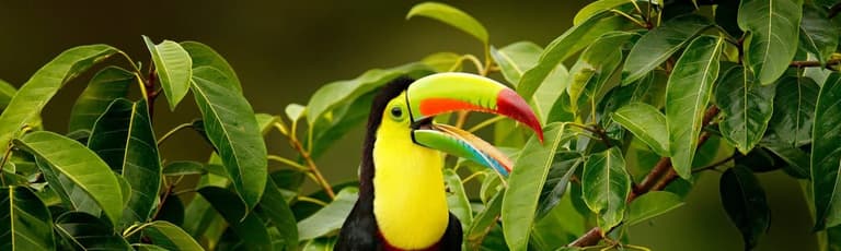 Imatge - Keel-billed toucan in the Costa Rican rainforest