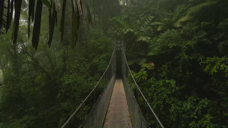 Kuva - Suspension bridge in the Costa Rican jungle