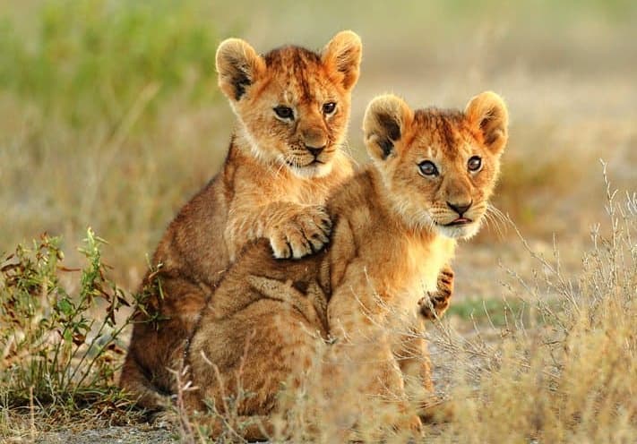Image - Africa