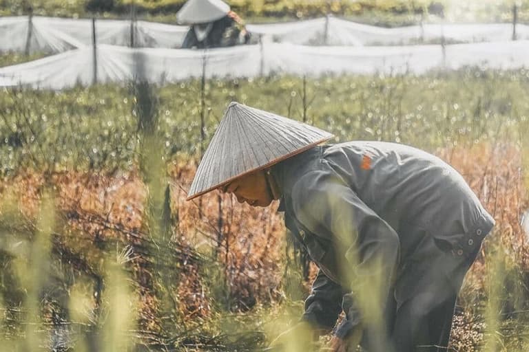 Immagine - Vietnam