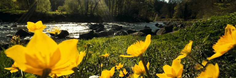 Spring Packages