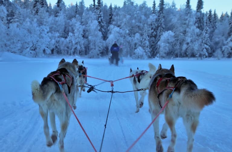Beeld - Lapland
