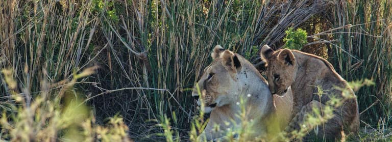 Imagen - Tsavo Ovest