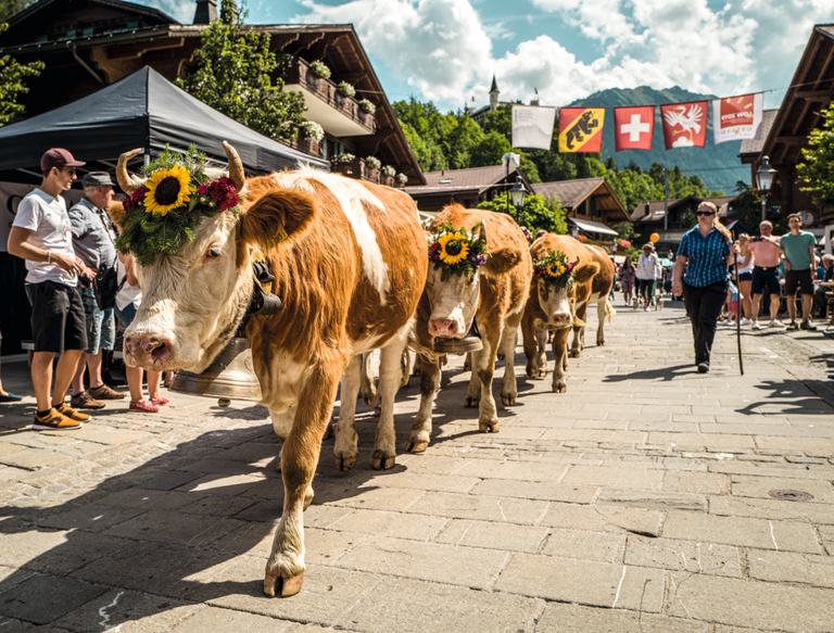 Image - Feel the Swiss Festive Vibe
