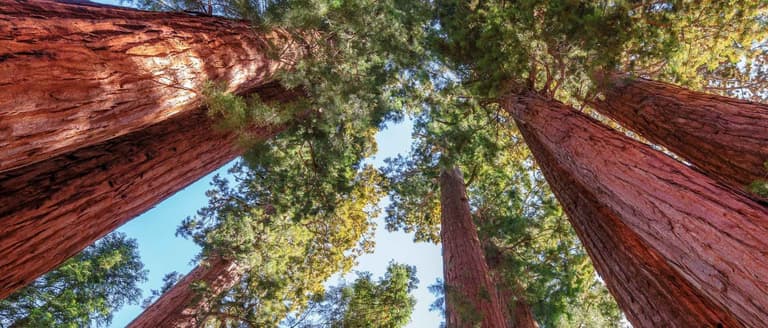 Imagen - Sequoia Park