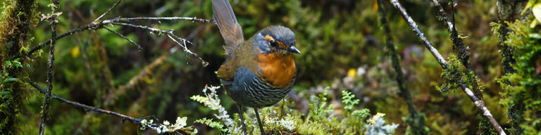 WILDLIFE