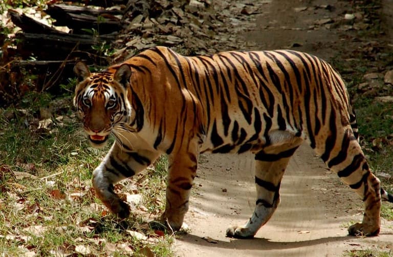 Beeld - Safari met positive impact