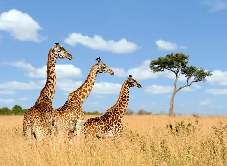 Image - Exotic