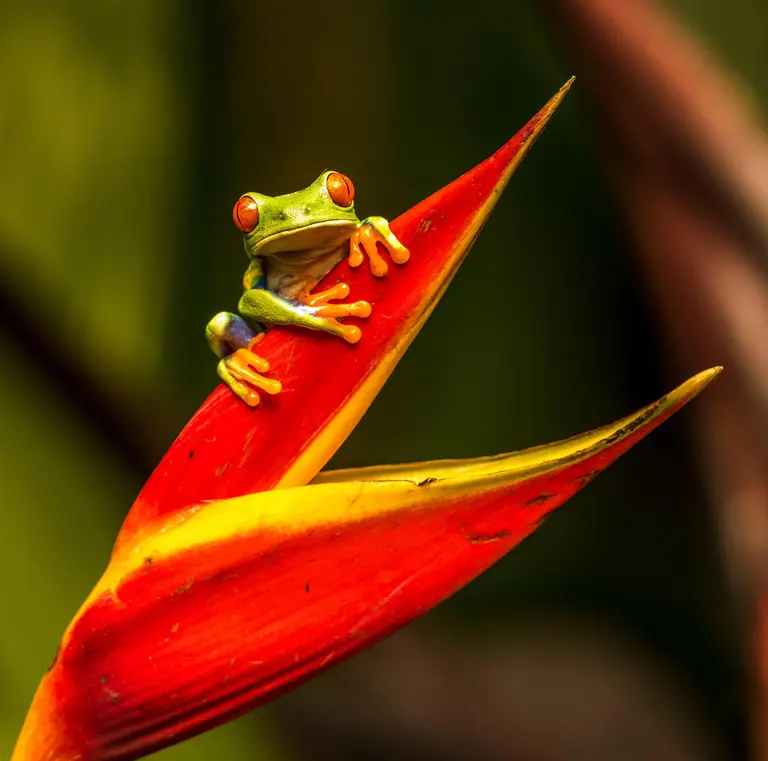 Imagen - Costa Rica