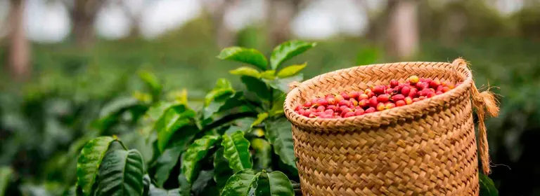 Imagen - Eje Cafetero