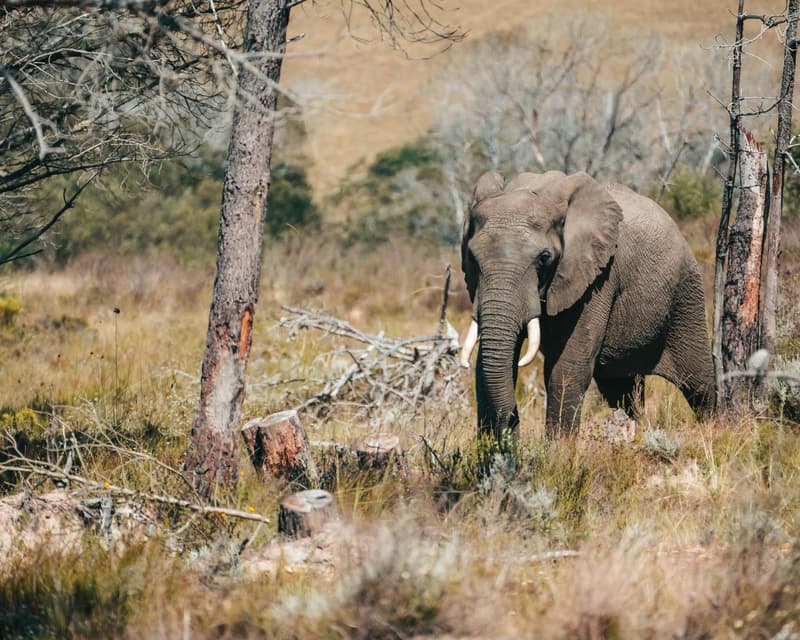 Image - Botlierskop Private Game Reserve