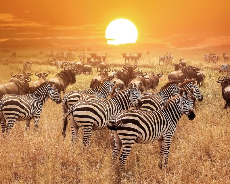 Imagen - Serengeti (Tanzania)