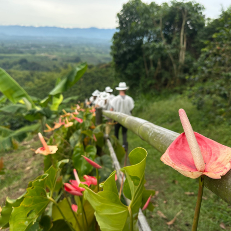 Image - Pereira