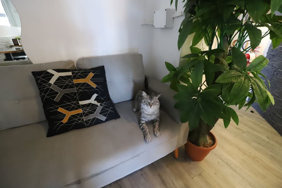 Guest House Pirelli