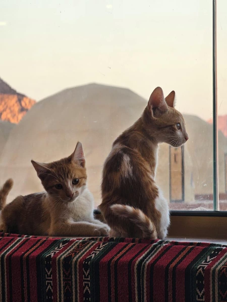 Alsultanh wadirum camp