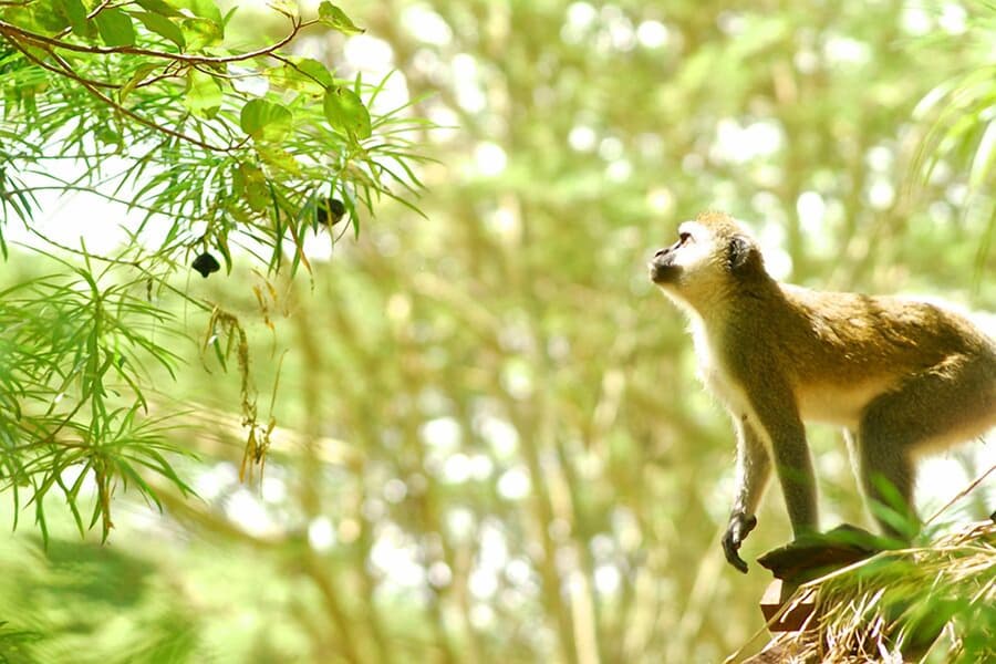 Migunga Tented Camp