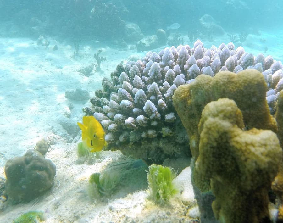 Cerf Island Resort