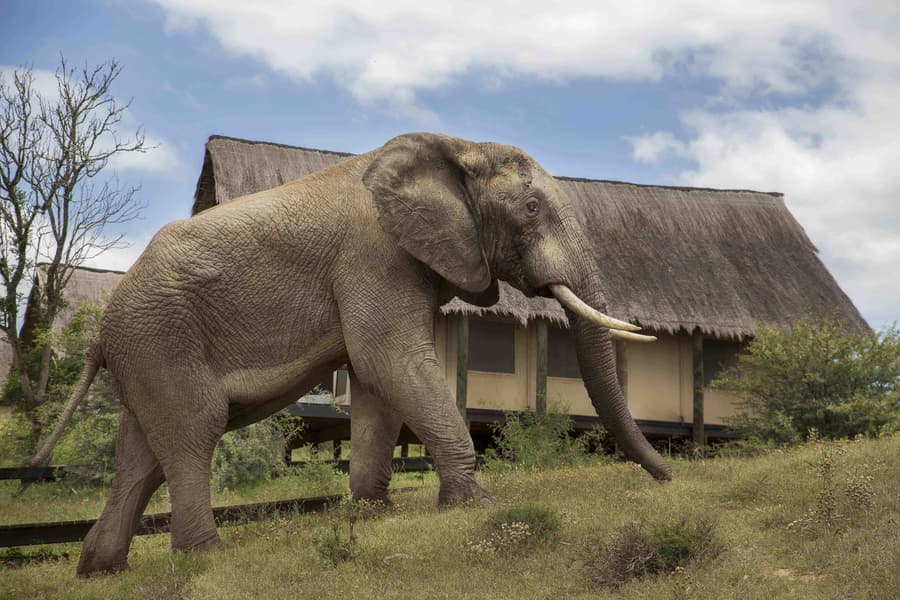 Gorah Elephant Camp