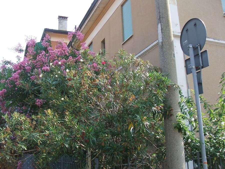 B&B Accorsi