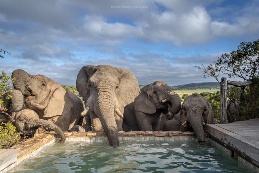 HillsNek Safari Camp - Amakhala Game Reserve