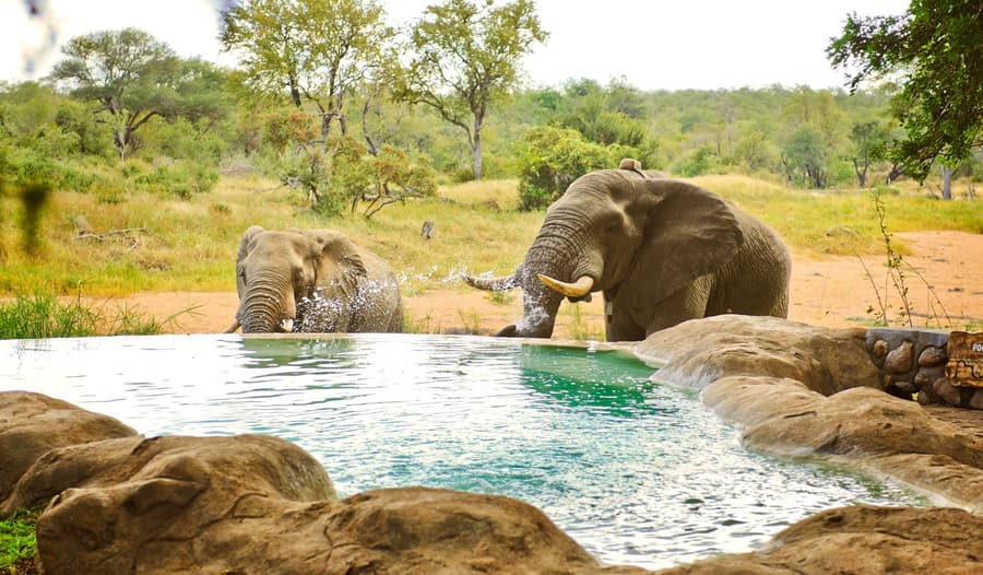 Motswari Private Game Reserve Resort by NEWMARK