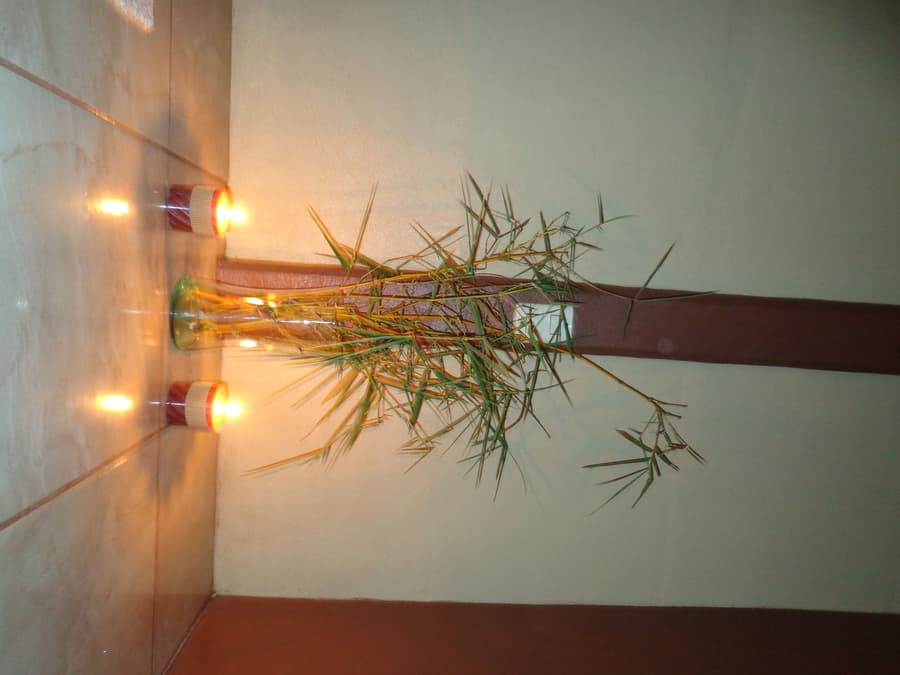 Posada Río Celeste La Amistad
