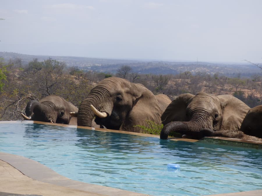 Mbizi Bush Lodge