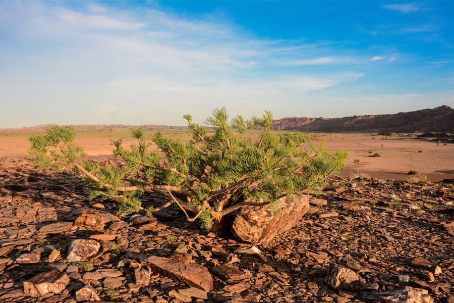 Twyfelfontein Adventure Camp