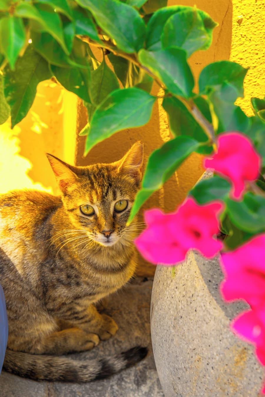 Symi Garden Studios