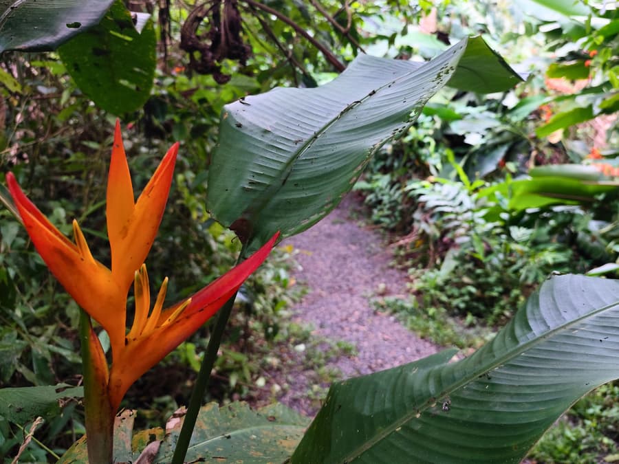 Kakao Lodge & Garden Río Celeste