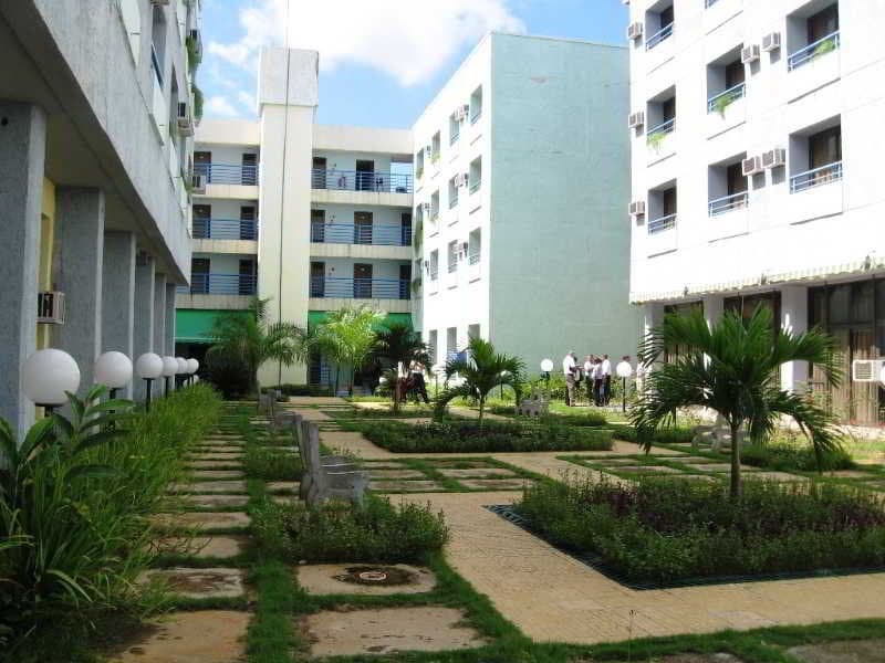 Tulipan