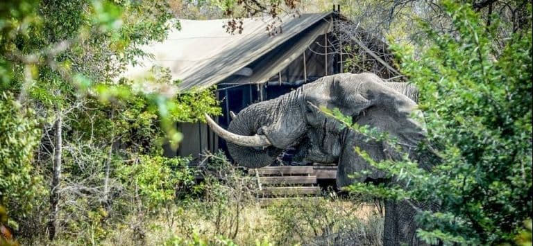 Honeyguide Tented Safari Camps