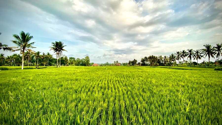Villa Sawah Ramah