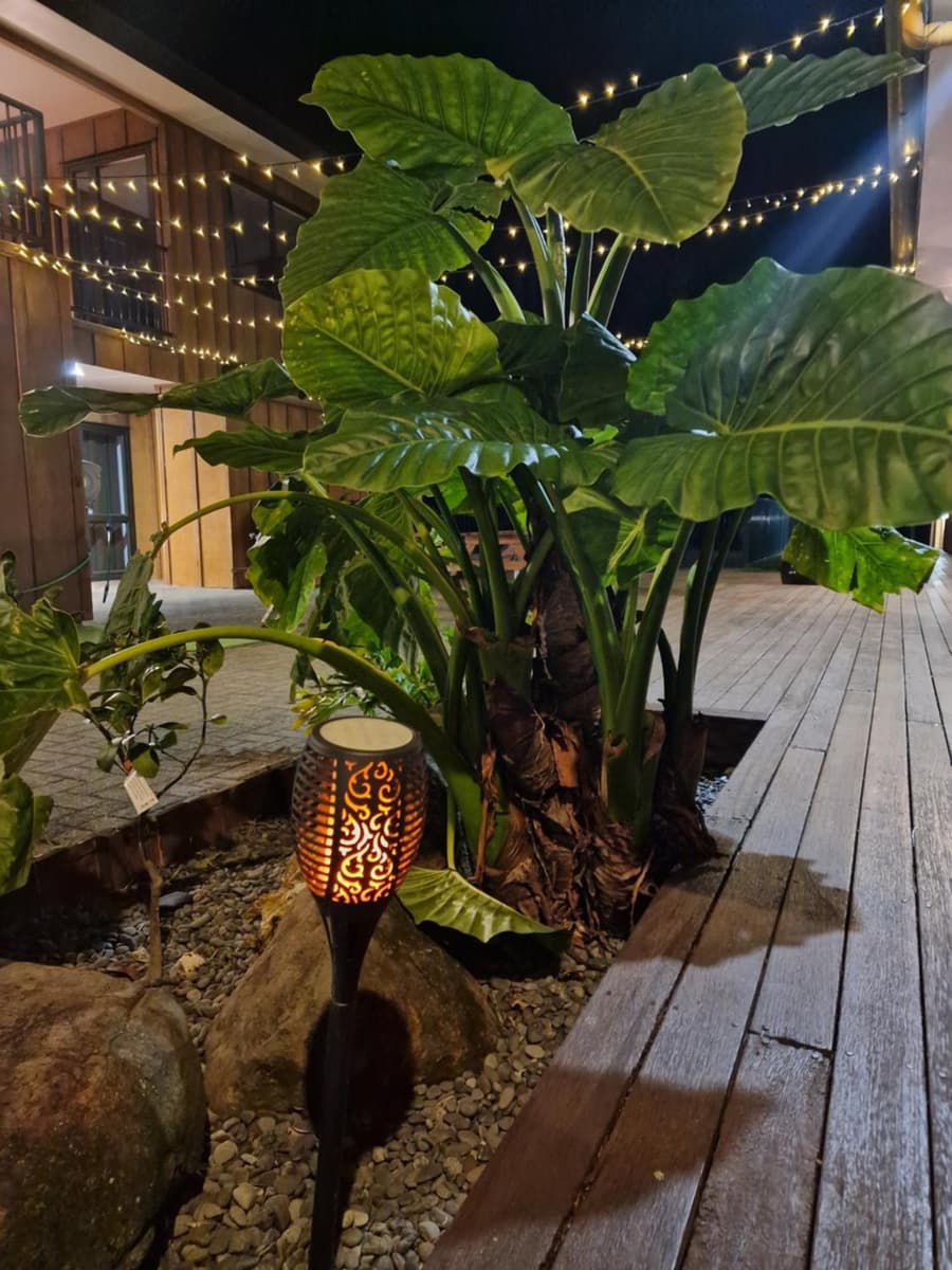Palm Tree Apartments & backpackers