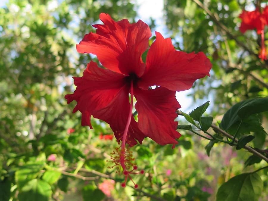 Ananda B&B - Adults Only