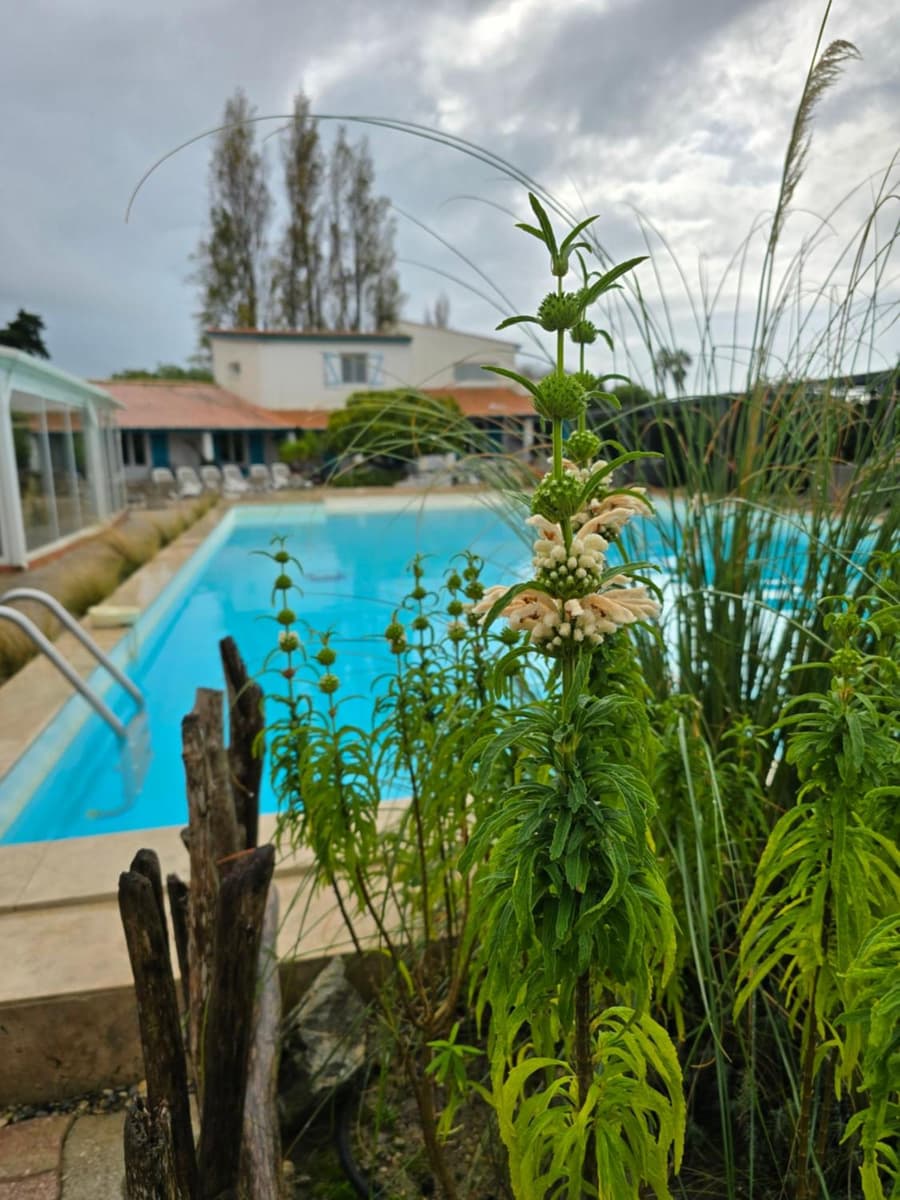 L'auberge Camarguaise