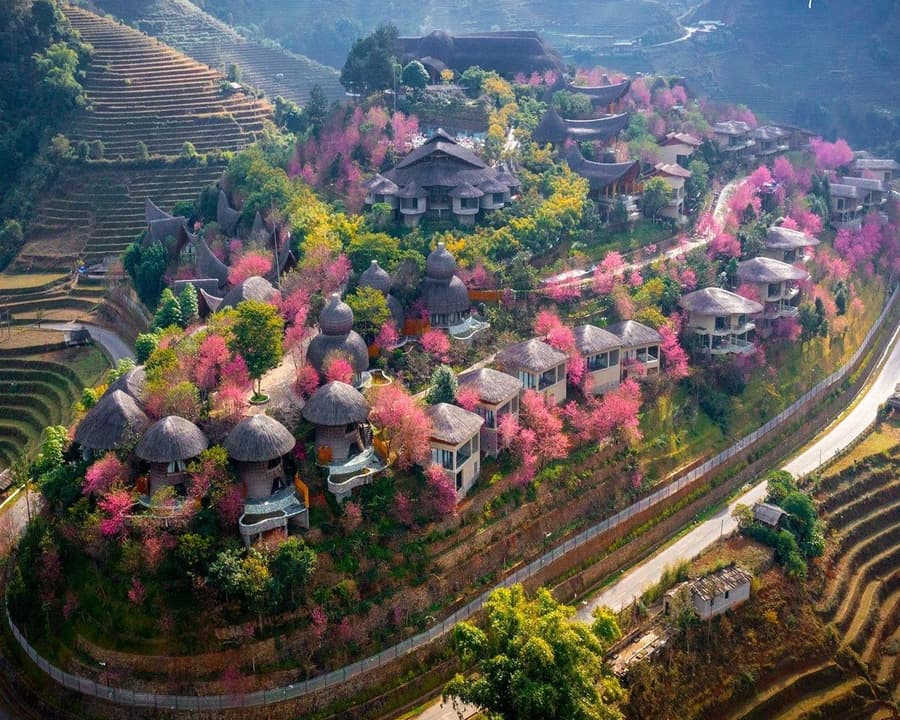Garrya Mu Cang Chai