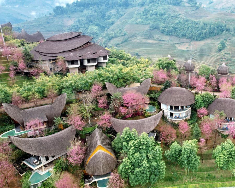 Garrya Mu Cang Chai